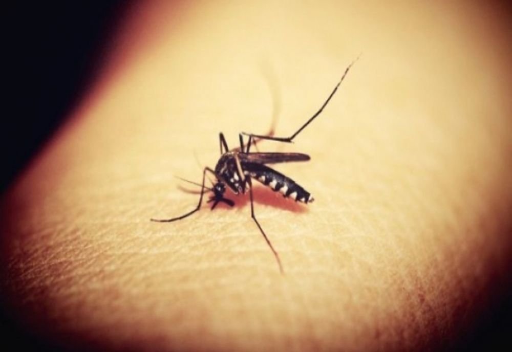 INSP RAPORTEAZĂ 47 DE CAZURI DE INFECȚIE CU VIRUSUL WEST NILE ȘI 4 DECESE