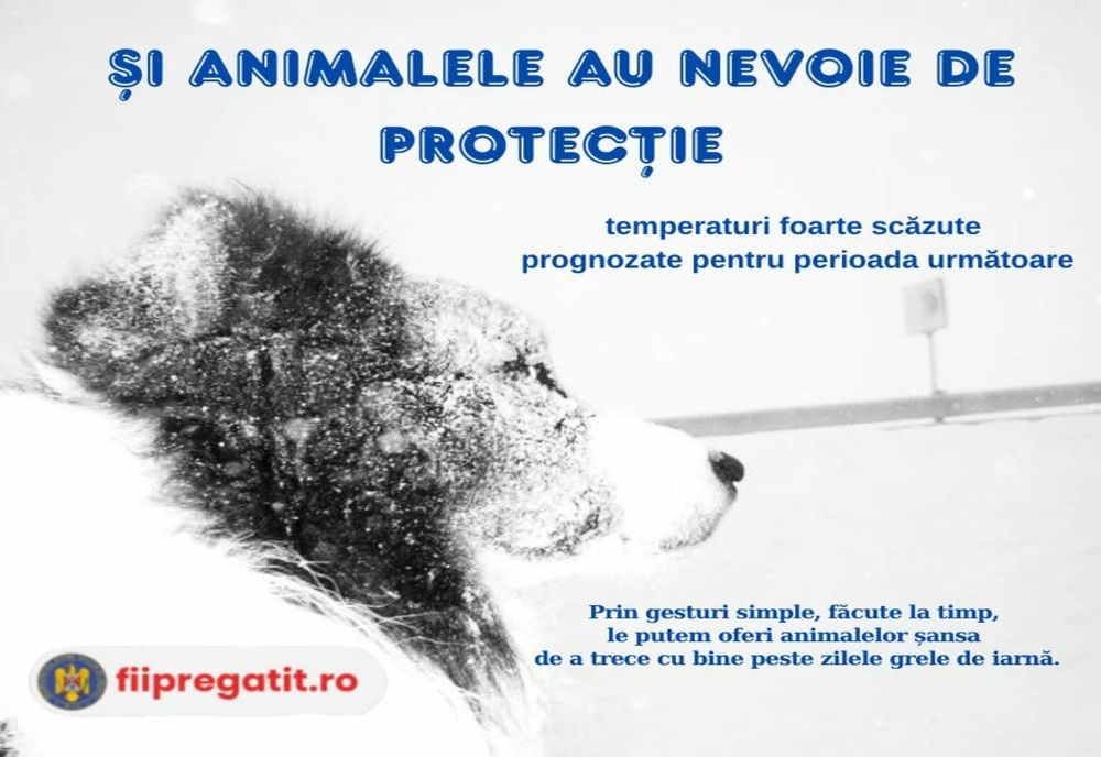 DSU face apel la protejarea animalelor în zilele geroase