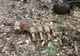 Patru grenade au fost găsite îngropate lângă o comună gorjeană