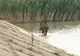 O comună din Gorj va avea o fabrică de procesare a cărnii de vânat