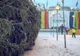 Bradul natural din Târgu Jiu va fi așezat într-o gură de canal