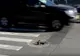 Un șofer de troleibuz din Târgu Jiu a plantat flori în gropile din asfalt