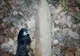 Încă o bombă neexplodată, găsită în pădure, lângă Târgu Jiu
