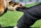 Dosar penal pentru un bărbat din Turcinești, după ce câinii săi au atacat o femeie