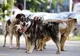 Animalele fără stăpân din Gorj pot fi sterilizate gratuit