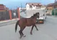 Amendată de două ori într-o zi pentru că și-a lăsat calul să umble liber prin Târgu Jiu