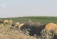 Dosar penal pentru că i-a tăiat copacii vecinului