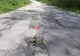 Pe un drum din Gorj au răsărit lalele