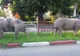 Pesta porcină se extinde în Gorj: 26 de focare!