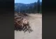 Defrișări masive lângă Transalpina | VIDEO