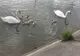 Lebădă de pe Jiu, salvată de pompieri dintr-o plasă pescărească