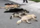 Câini otrăviți la Bumbești Jiu!