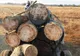 Tânăr din Gorj, amendat cu 5.000 de lei de jandarmi