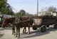 A furat aproape o tonă de cărbune cu căruța