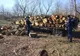 Doi gorjeni, reținuți de polițiști după ce au tăiat 100 de copaci