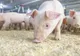 Câți porci vor fi tăiați în Gorj, în acest sfârșit de an
