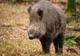 Zeci de mistreți au fost împușcați la Turceni, din cauza pestei porcine