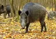 Măcel într-o pădure din Gorj: Peste o mie de porci mistreți au fost uciși