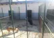 Câine eutanasiaţi ilegal, la Motru. Poliţiştii au deschis o anchetă
