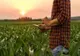 CULISELE STATULUI PARALEL. Culturile în România, din ce în ce mai mici