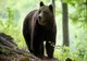TURISTĂ STRĂINĂ, RĂNITĂ DE UN URS ÎN ZONA BARAJULUI VIDRARU: CUM SE SIMTE FEMEIA