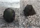 Alertă la Marea Neagră. O mină a fost găsită pe plaja de la Midia 