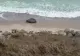 Alertă la malul mării. O dronă a fost descoperită între Tuzla și Costinești VIDEO