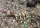 Patru grenade au fost găsite îngropate lângă o comună gorjeană