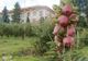 Ministrul Agriculturii, luat la rost pentru dezastrul de la Stațiunea Pomicolă Târgu Jiu