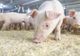 Câți porci vor fi tăiați în Gorj, în acest sfârșit de an