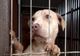 Gata cu uciderea câinilor sănătoși! Lege istorică în România: animalele primesc drepturi și nu mai pot fi eutanasiate
